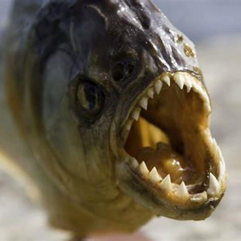 Are piranhas aggressive to other fish?