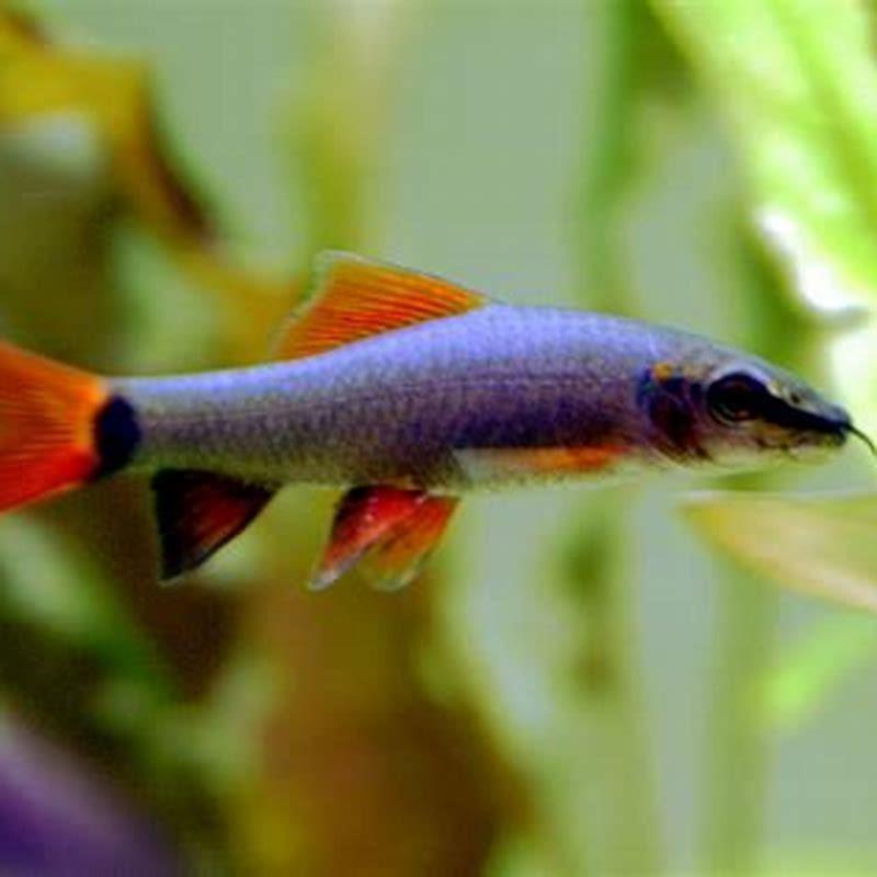 Are rainbow sharks aggressive fish diy seattle