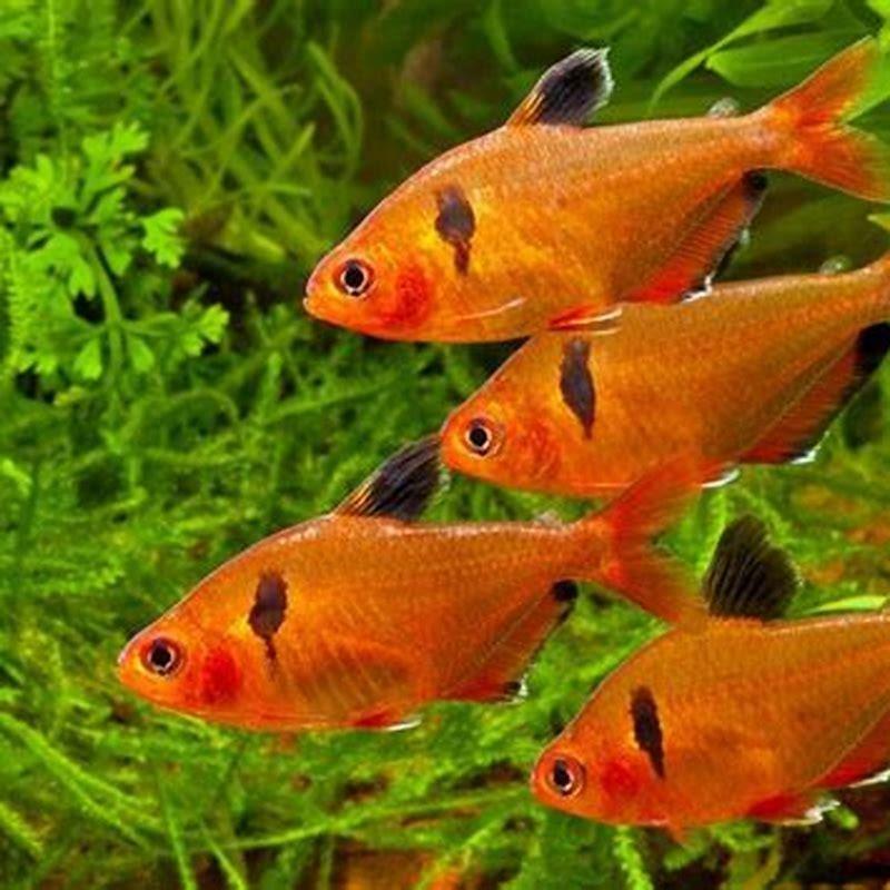 Are Serpae Tetras fin nippers?
