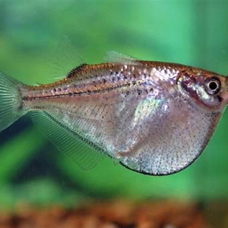 Are silver Hatchetfish aggressive?