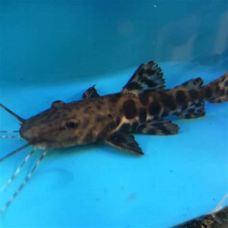 Are spotted leporinus aggressive?