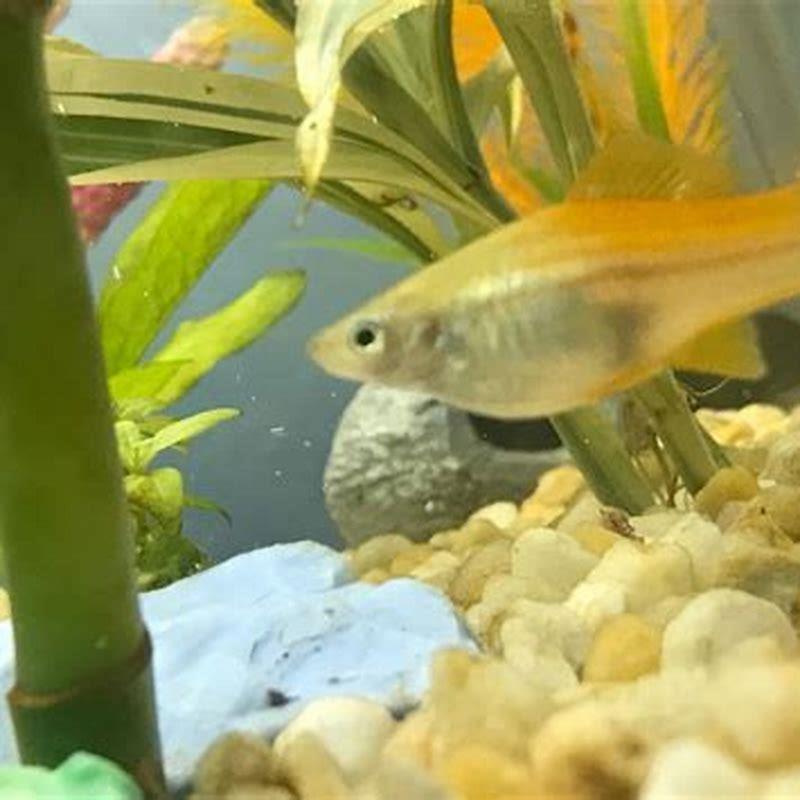 Are Swordtails bottom feeders?