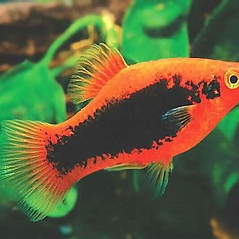 Are there black platys?