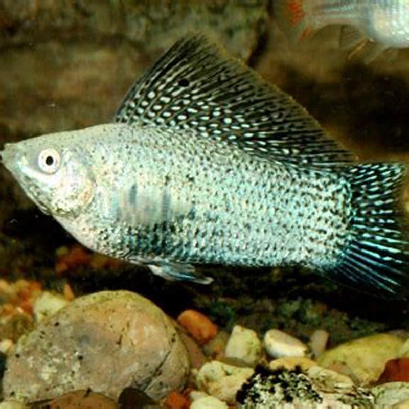 Are there blue mollies?