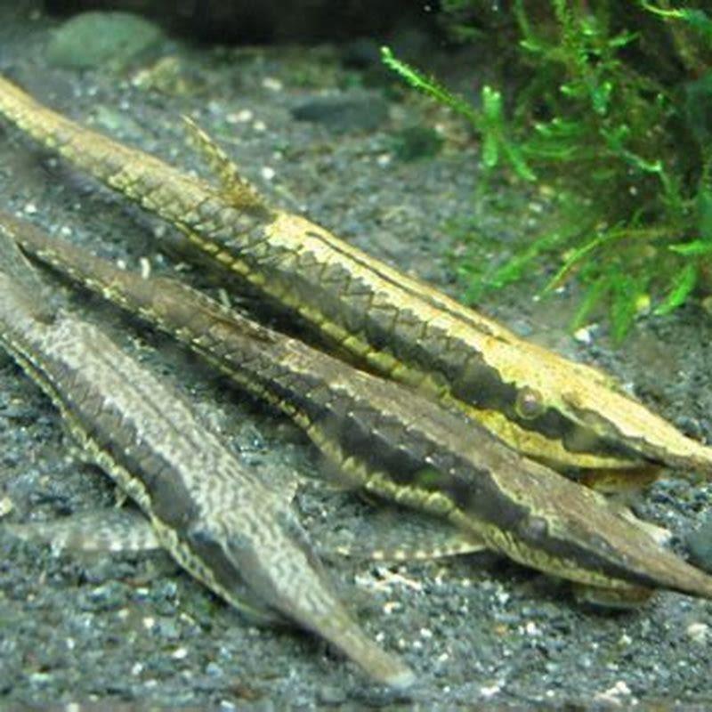 Are twig catfish rare?