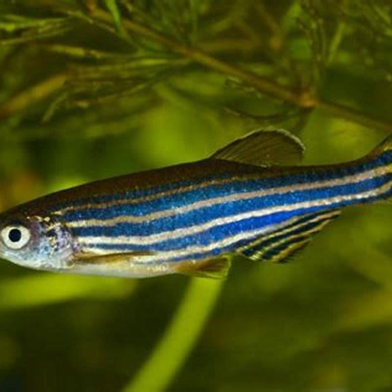 Are zebra danios aggressive fish?