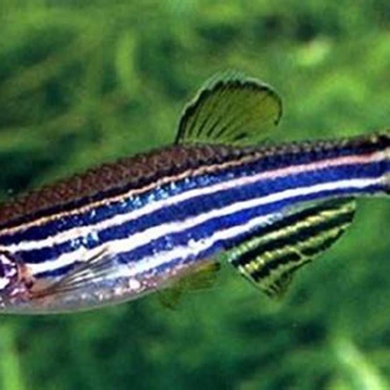 Are zebra danios friendly?