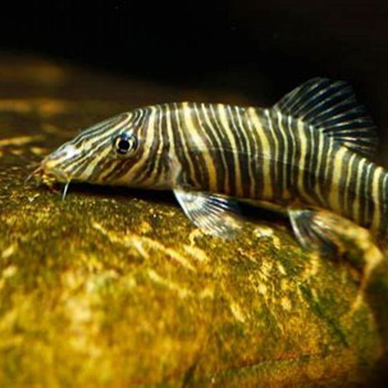 Are zebra loaches aggressive?