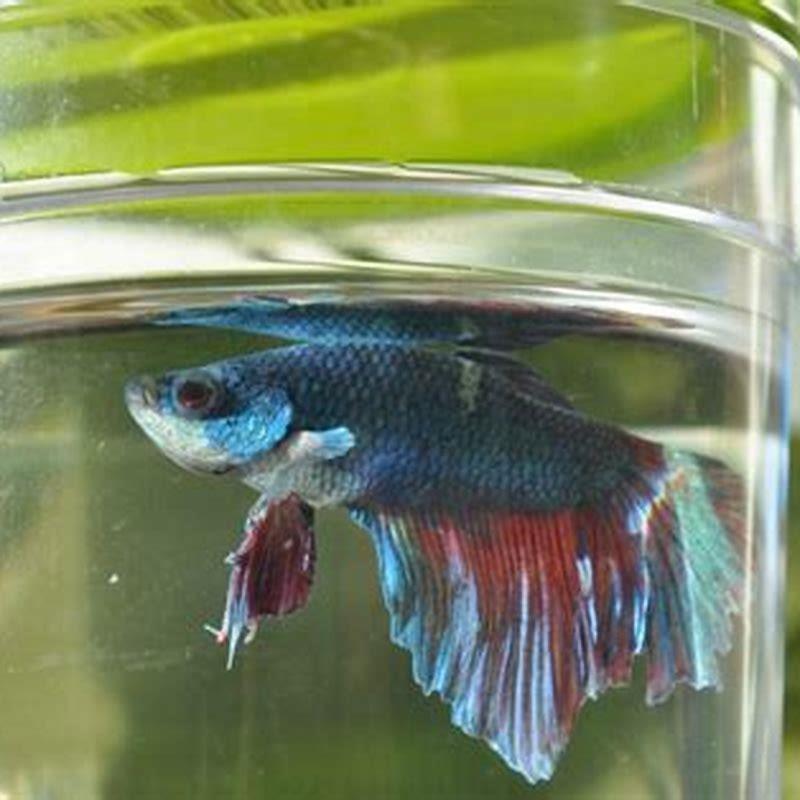 Can a paradise fish live alone?