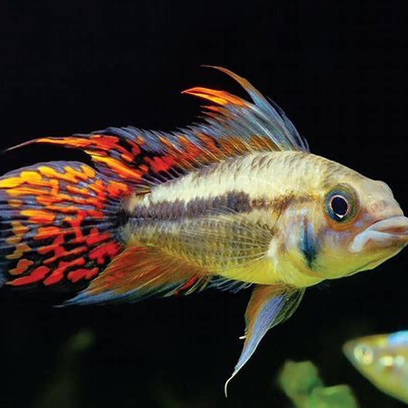 Can African cichlids breed with other cichlids?