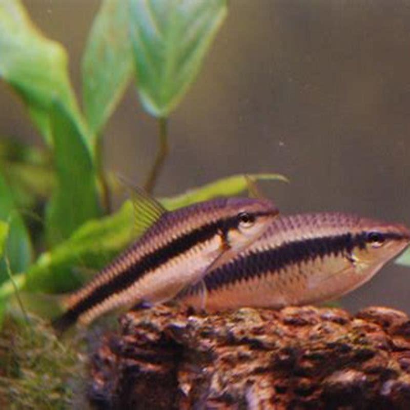 Can algae eater live with Tetras?