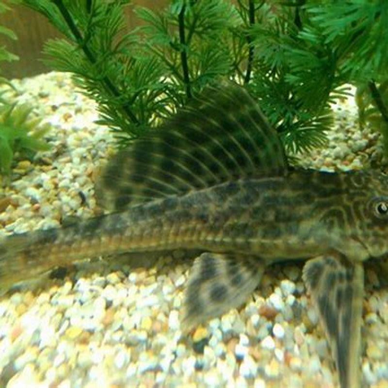 Can algae eaters live with other fish?