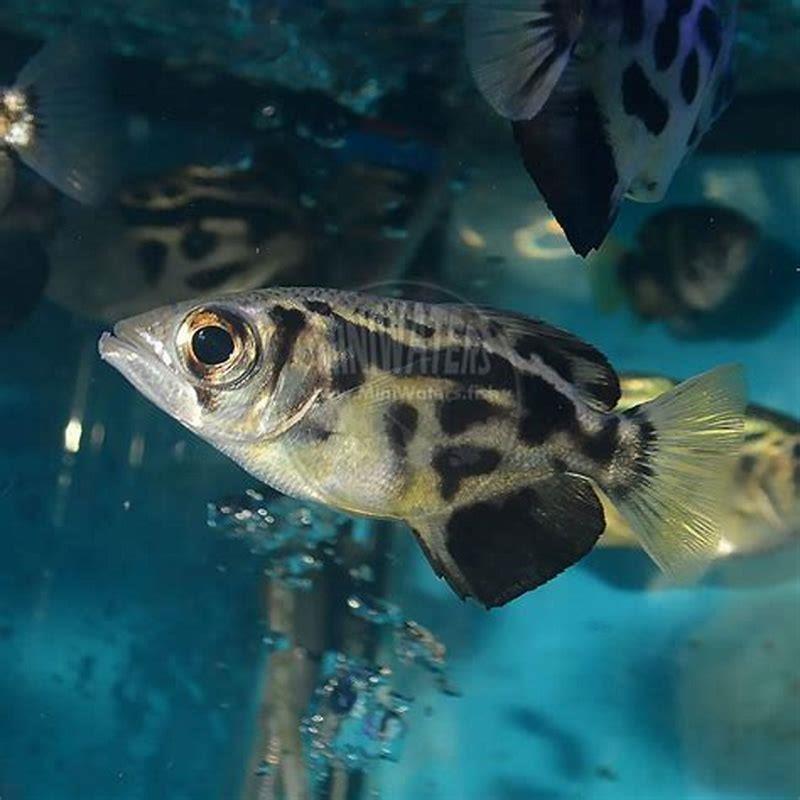 Can archerfish live in freshwater?