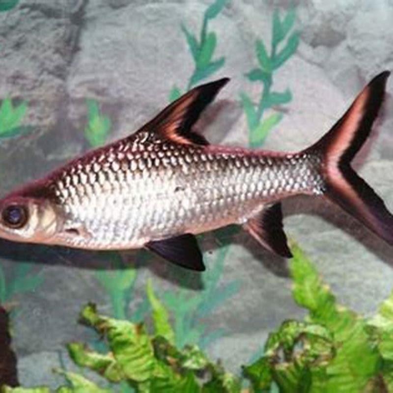 Can bala sharks stay small?
