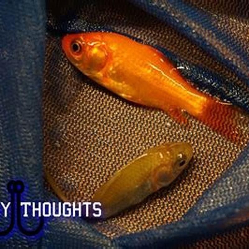 Can bichirs live with goldfish?