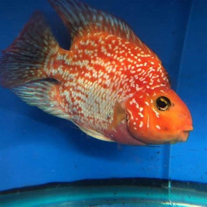 Can blood parrot fish live with peacock cichlids? - DIY Seattle