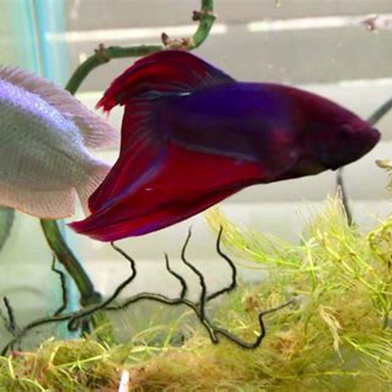 Can Blue Gouramis live together?