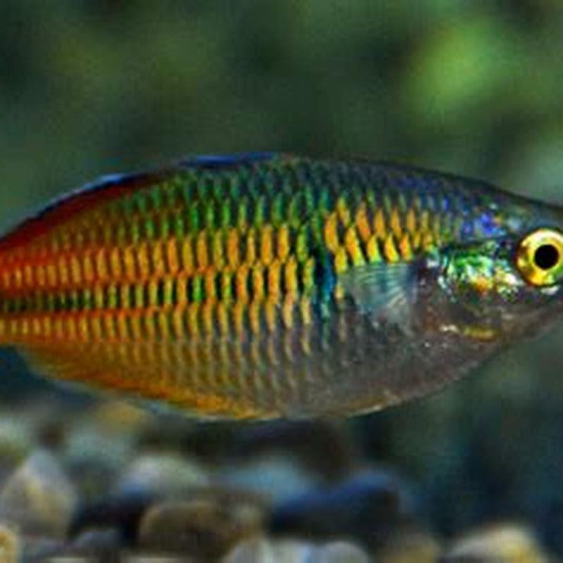 Can Boesemani rainbow fish live alone?