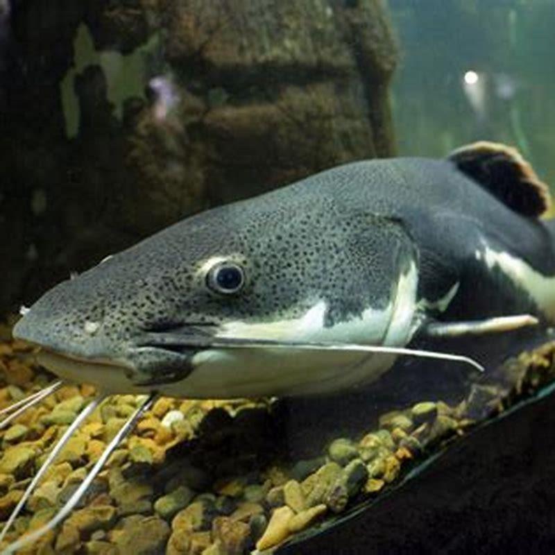 can-catfish-be-aggressive-diy-seattle