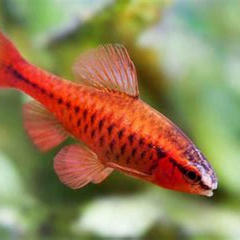 Can cherry barbs live with angelfish?