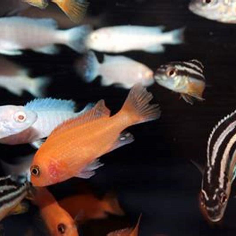 Can cichlids eat regular fish food?