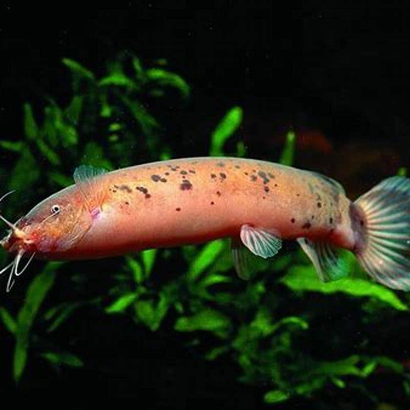 Can electric catfish kill human?
