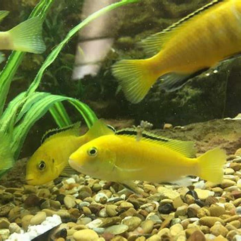 Can electric yellow cichlid live alone?