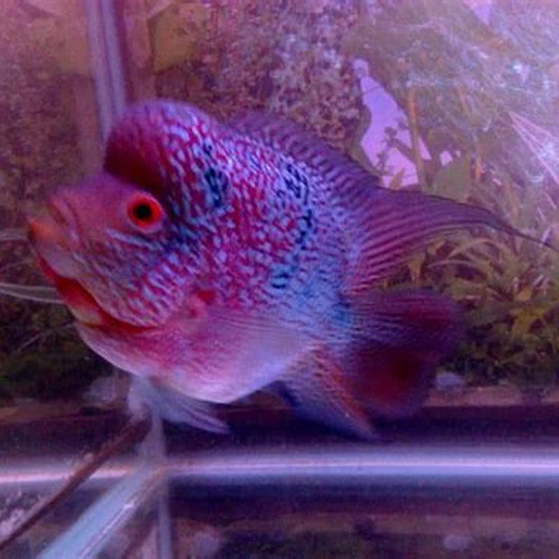 Can flowerhorn and arowana stay together?