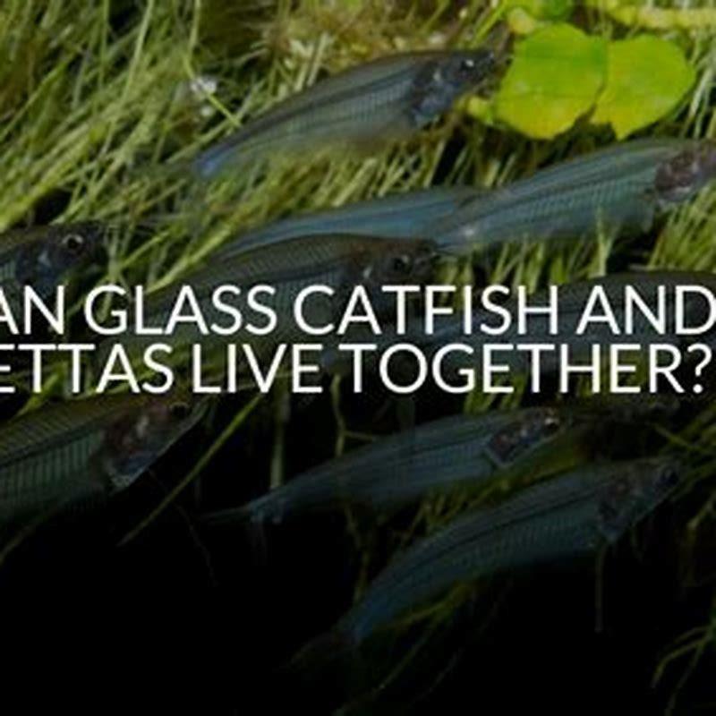 Can glass catfish live with shrimp?