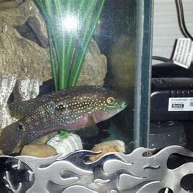 Can Green Terror live with Jack Dempsey?