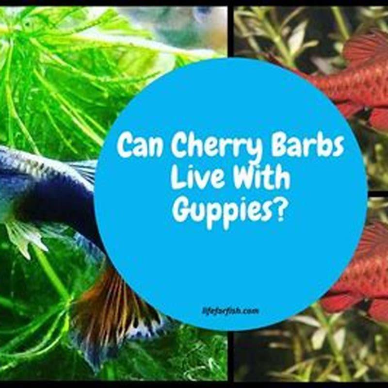 Can guppies live with cherry barbs?