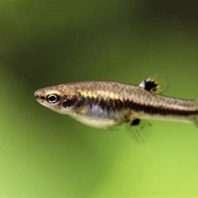 Can I keep a killifish alone?