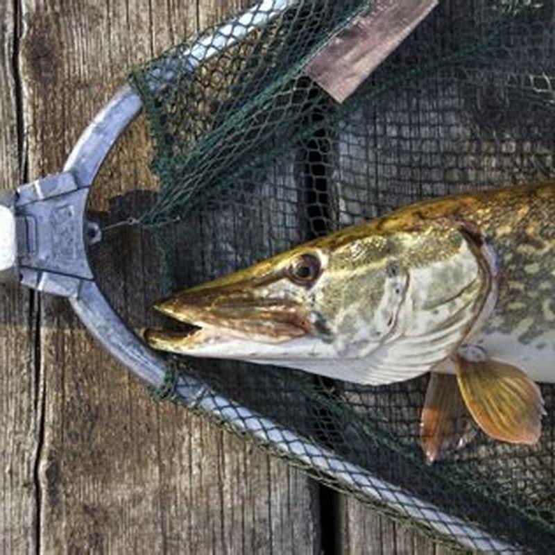 Can I keep a pike fish?