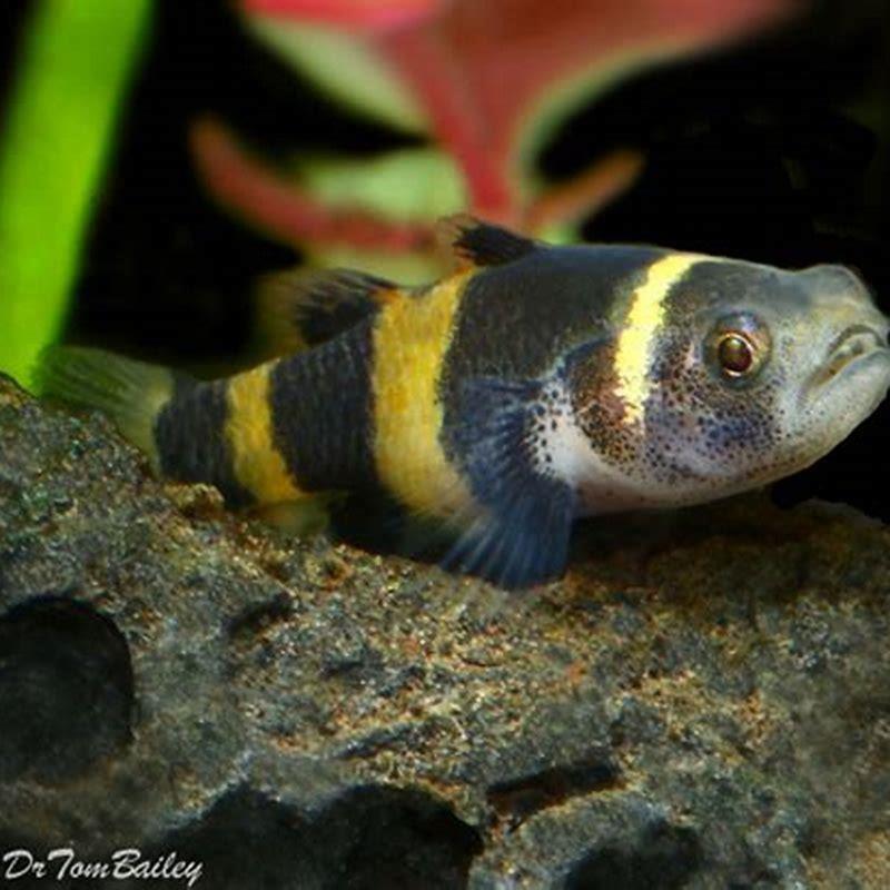 Can I keep bumblebee goby live in freshwater?