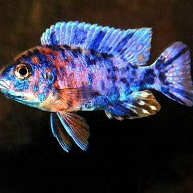 Can I mix mbuna and peacocks?