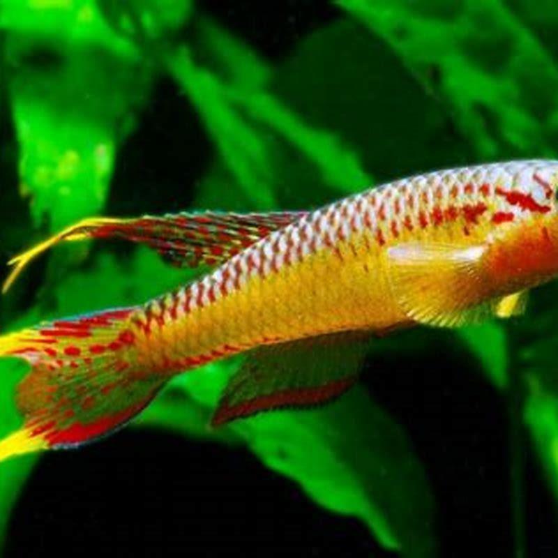 can-killifish-be-kept-in-pairs-diy-seattle