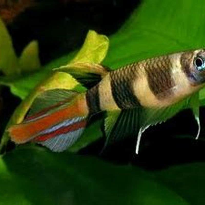 Can killifish live with other killifish?