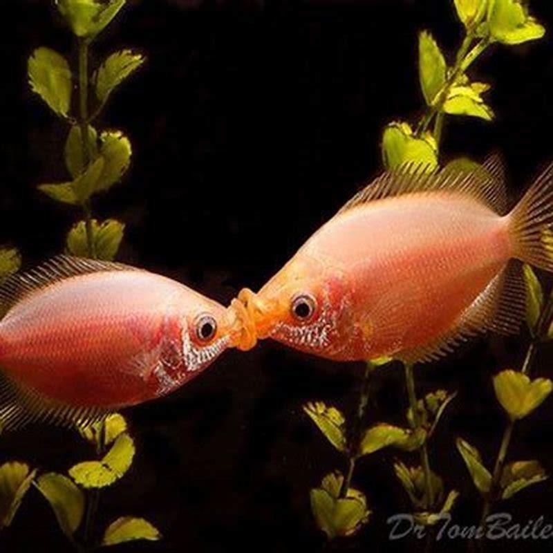 Can kissing fish live with other fish? - DIY Seattle