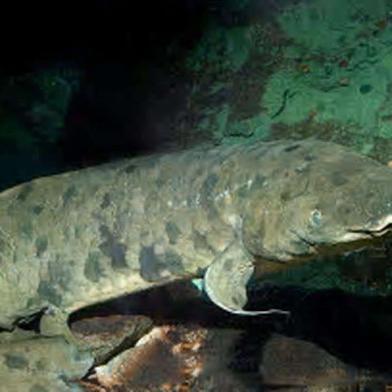 Can lungfish be kept with other fish?