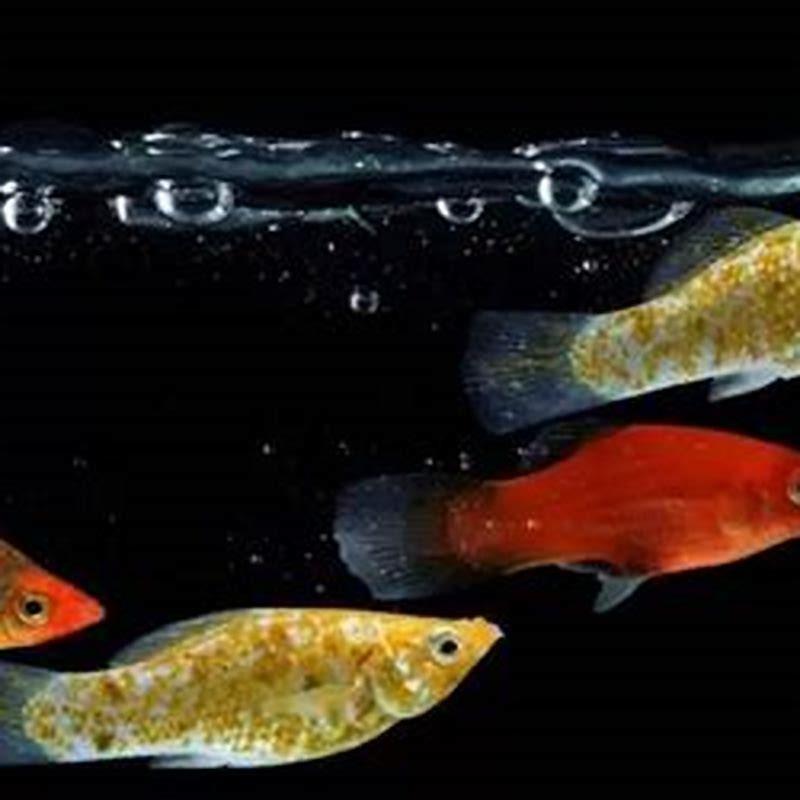 Can Molly and tetras live together?