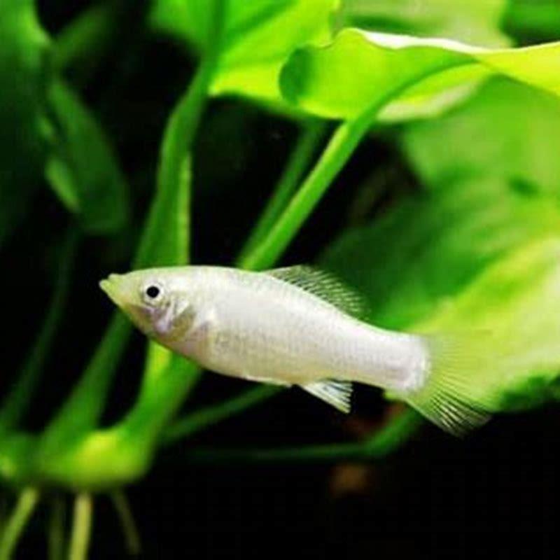Can molly fish live alone?
