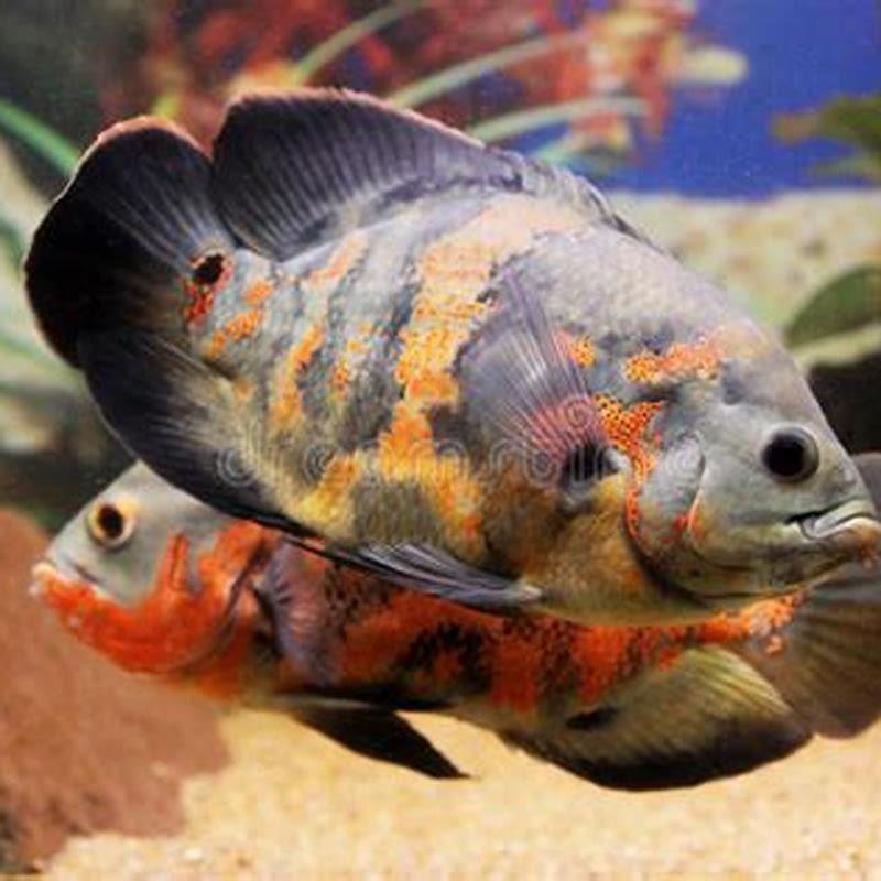 Can Oscars live with jewel cichlid?