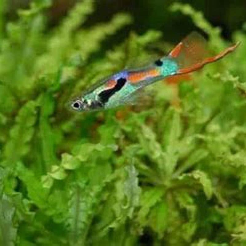 Can parrot fish live with guppies?