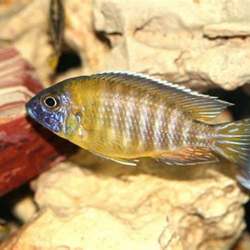 Can peacock cichlids live with blood parrots?
