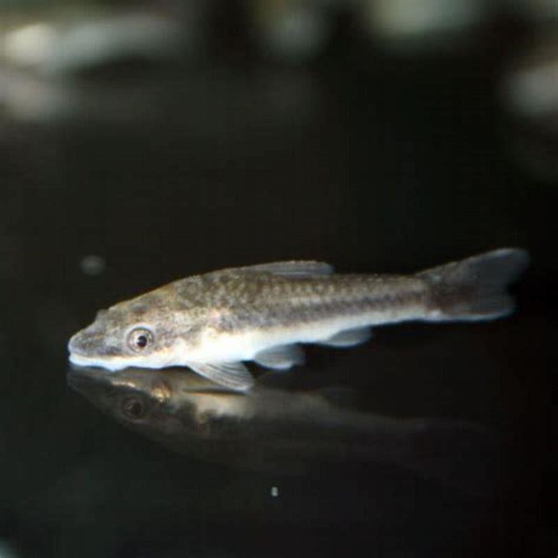 Can pleco and Otocinclus live together?