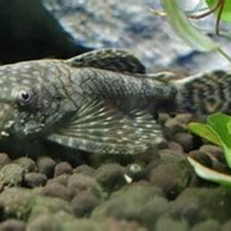 Can pleco live without heater?