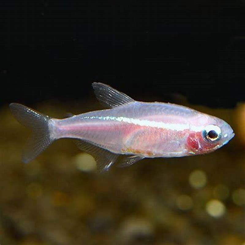 Can Rainbow fish Live with gold fish?