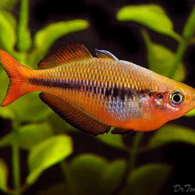 Can rainbowfish live with platy? - DIY Seattle