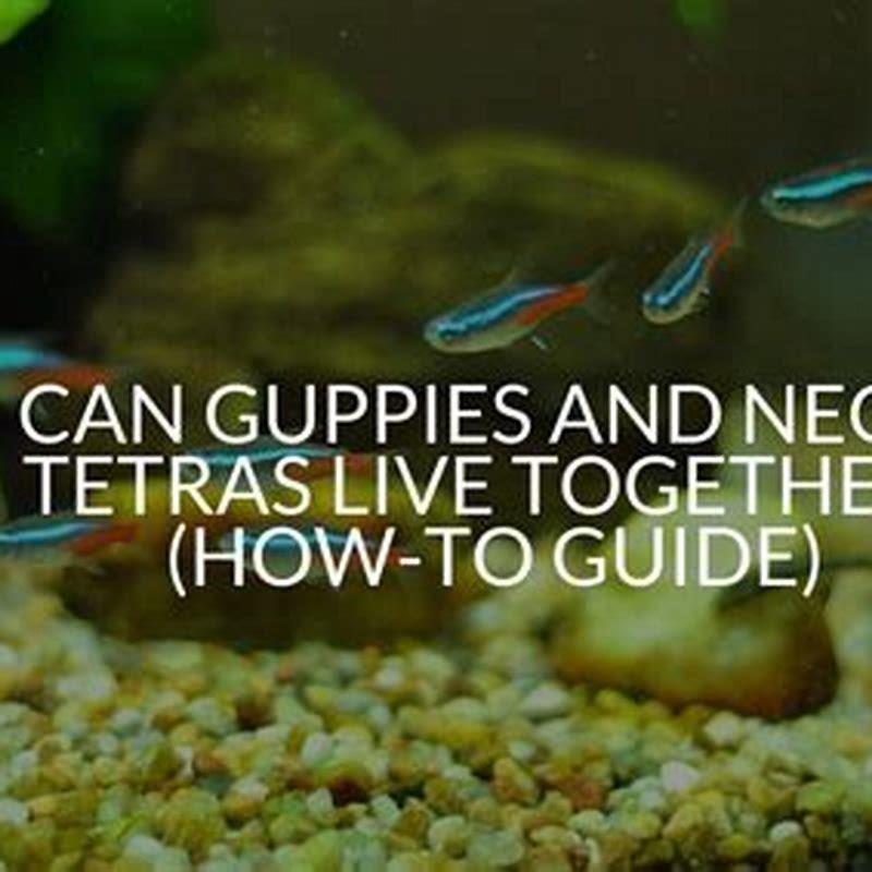 Can Rosy tetras live with guppies?