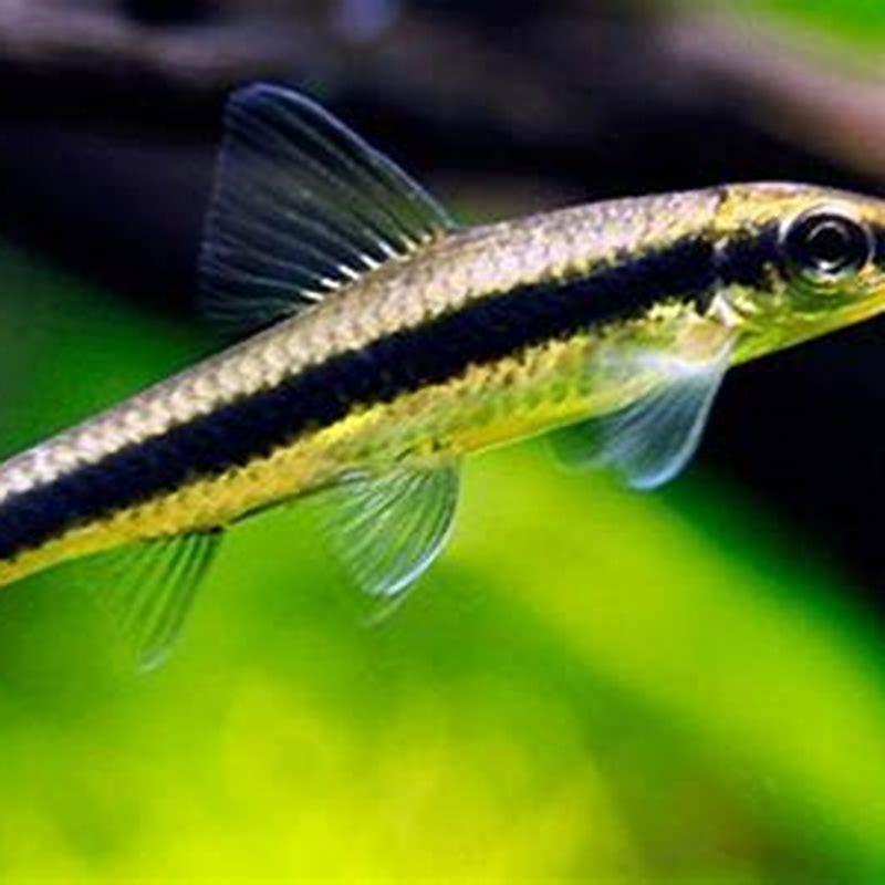 Can Siamese Algae Eaters live together?